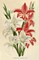 Gladiolus Poster Print by Van Houtteano. Horto Van Houtteano. Horto # FAF1644